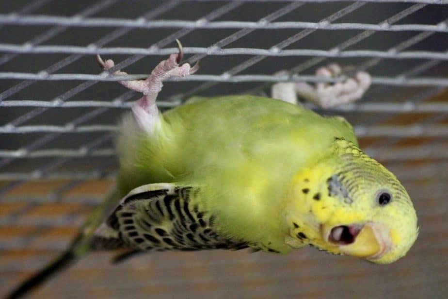 Pet Bird Hanging Upside Down? (Here’s Why) This Pet That Pet