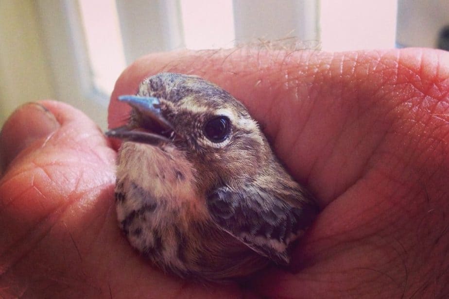 How to Find a Lost Bird in Your House This Pet That Pet