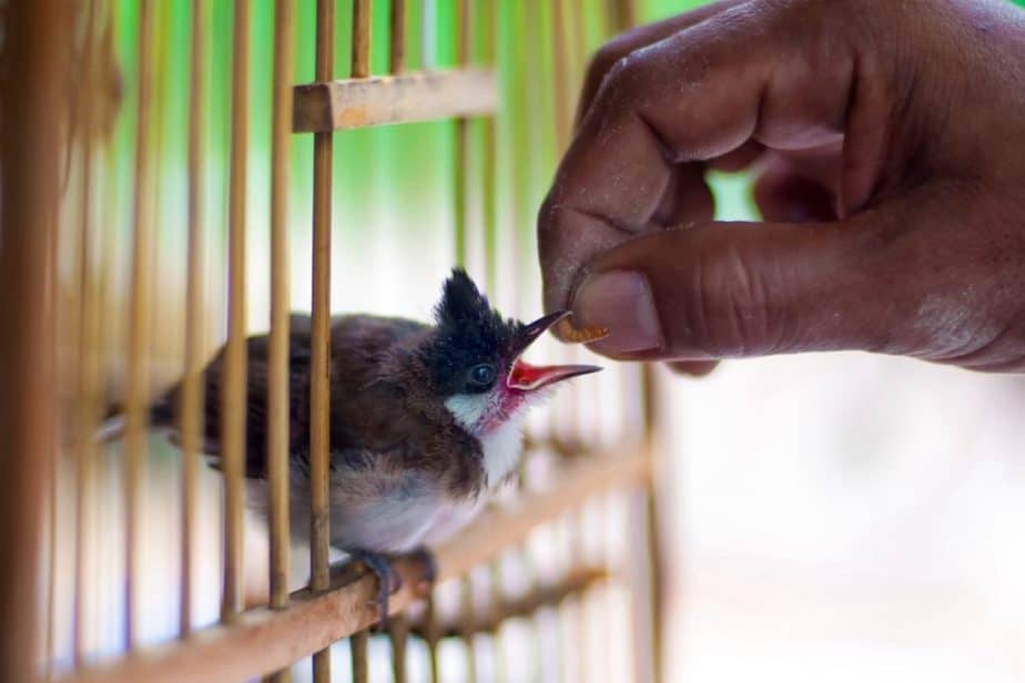 The Quietest Pet Birds This Pet That Pet