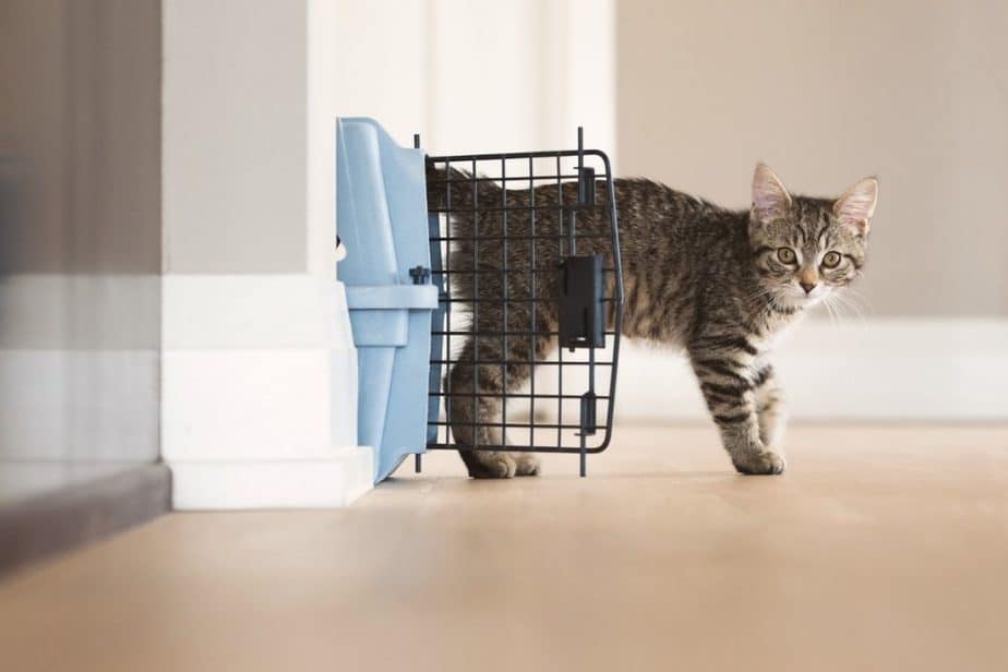 Can I Take My Cat to the Vet Without a Carrier? This Pet That Pet