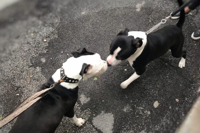 When and How Often Do Pit Bulls Go into Heat? This Pet That Pet