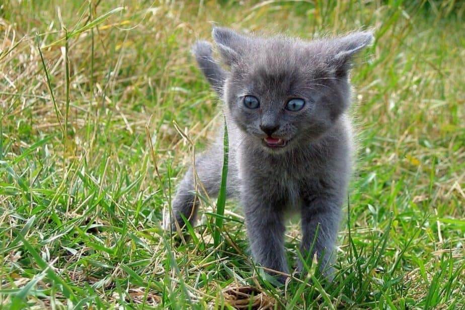 Do Teacup Cats Stay Small? This Pet That Pet