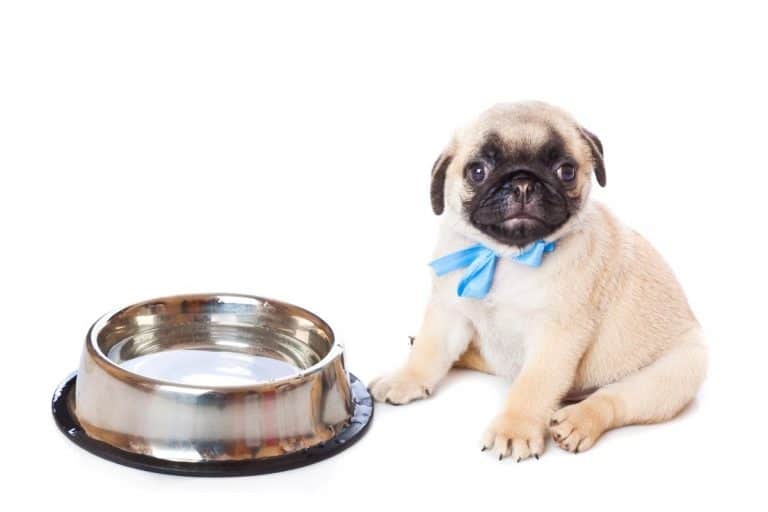 6 Ways to Increase Your Dog’s Water Intake This Pet That Pet