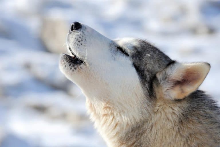 Why Are Huskies So Vocal? This Pet That Pet