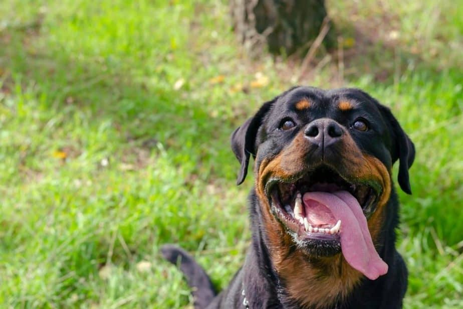 Best Way to Clean a Dog’s Teeth Without Brushing This Pet That Pet