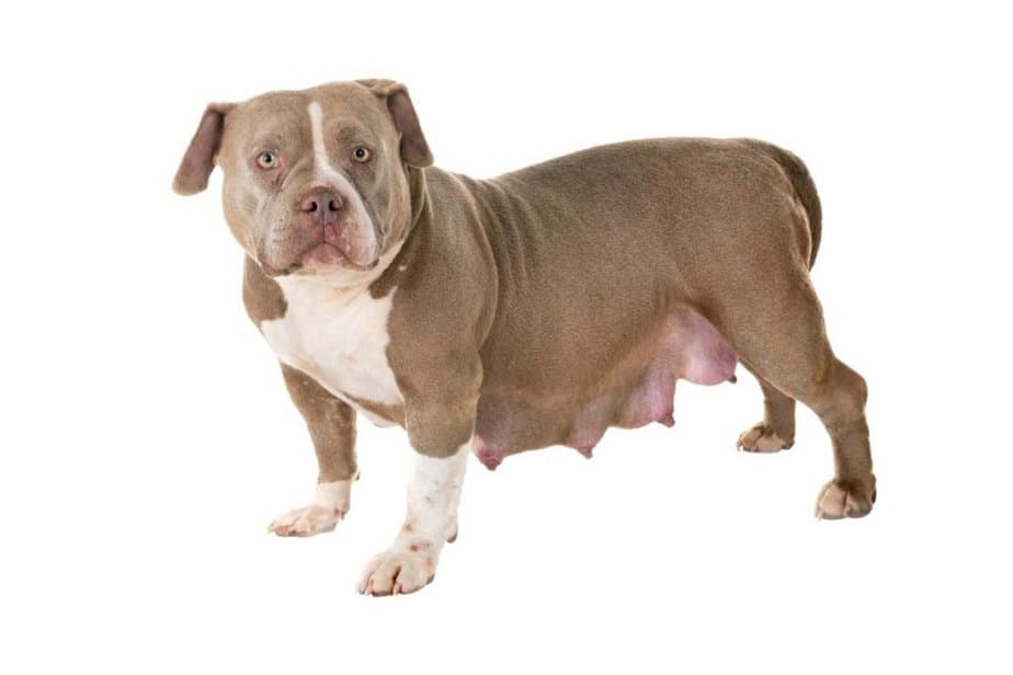 Will Walking A Pregnant Dog Induce Labor