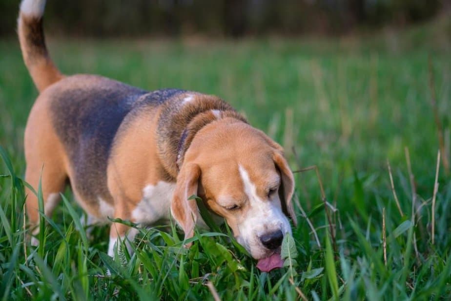 Dog Eating Grass? Here's Why This Pet That Pet