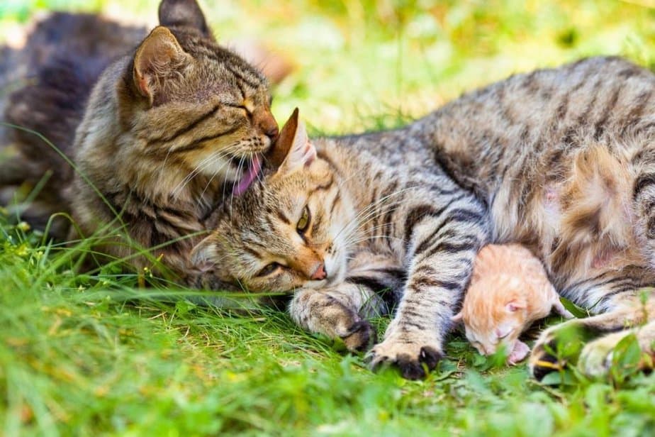 Why Do Cats Lick Each Other? This Pet That Pet