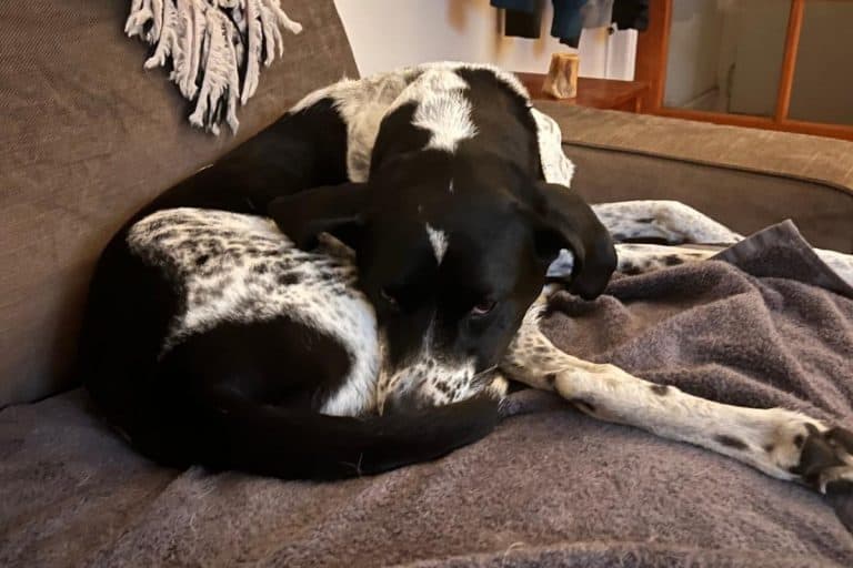 Why Is My Dog Licking its Butt? This Pet That Pet