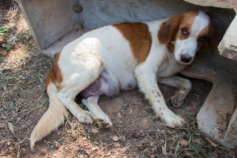 Best Ways to Induce Dog Labor at Home This Pet That Pet