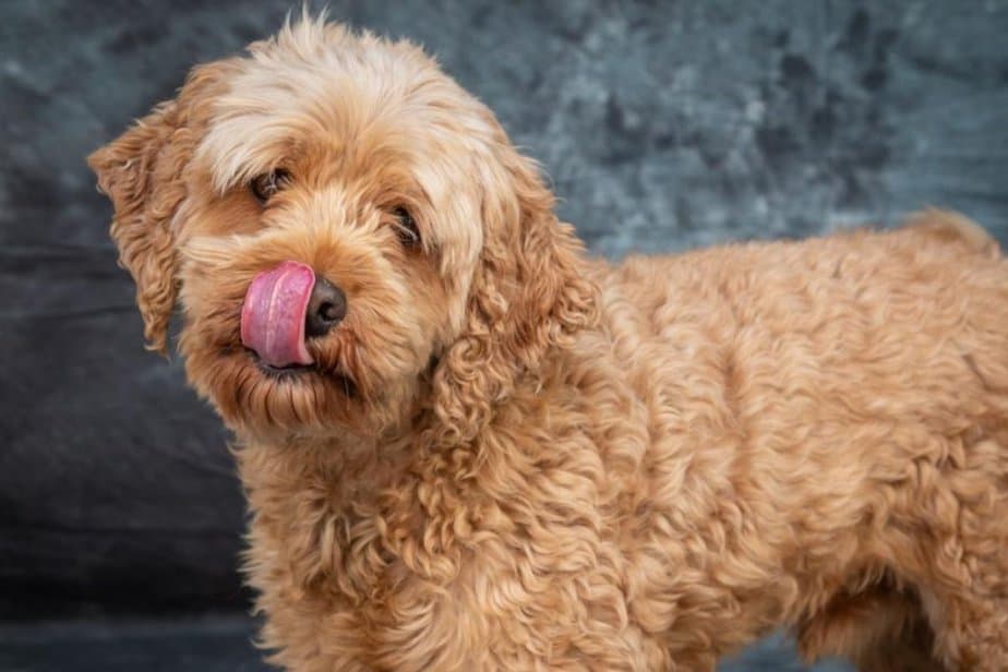 Do Goldendoodles Shed a Lot? This Pet That Pet