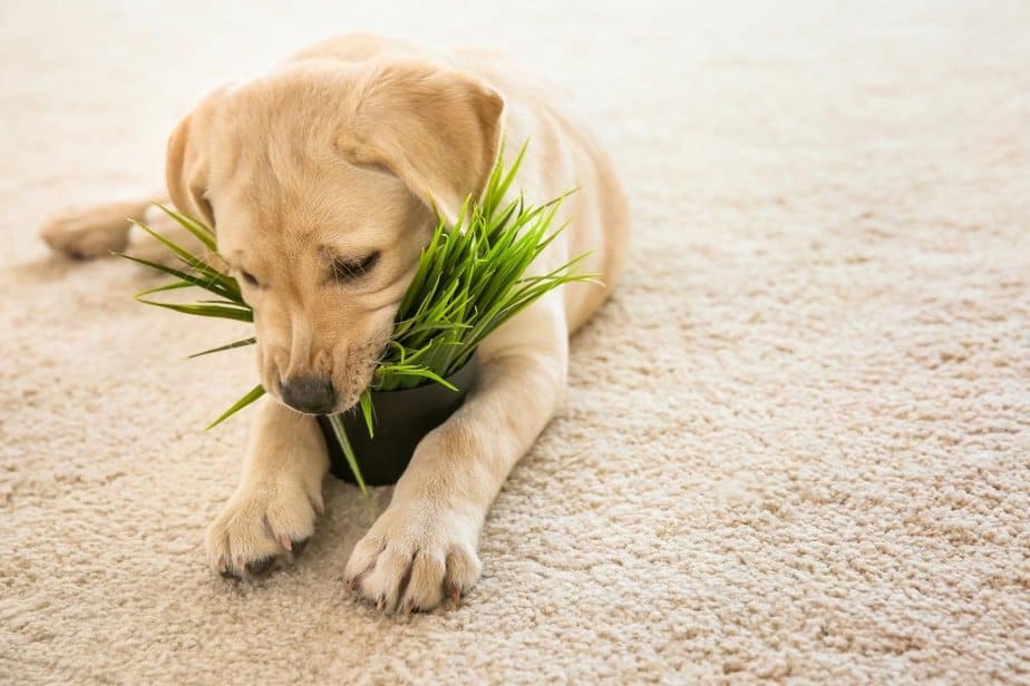 Dog Eating Grass? Here's Why This Pet That Pet